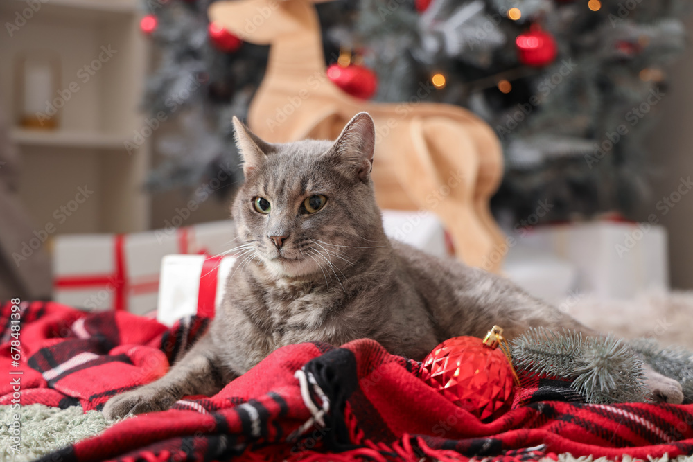 Cute cat with Christmas branches lying at home