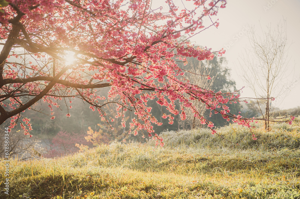 sakura flower and landscape