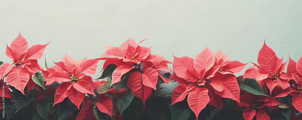 Red poinsettia flowers Christmas decorations