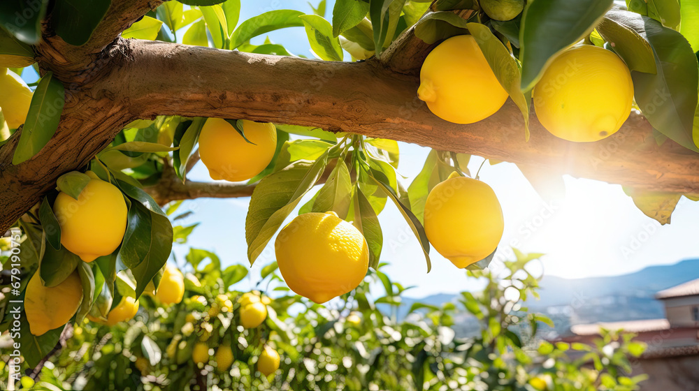 Bunches of fresh yellow ripe lemons on lemon tree branches in Italian garden