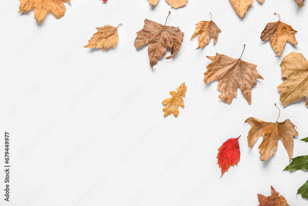 Autumn leaves on white background