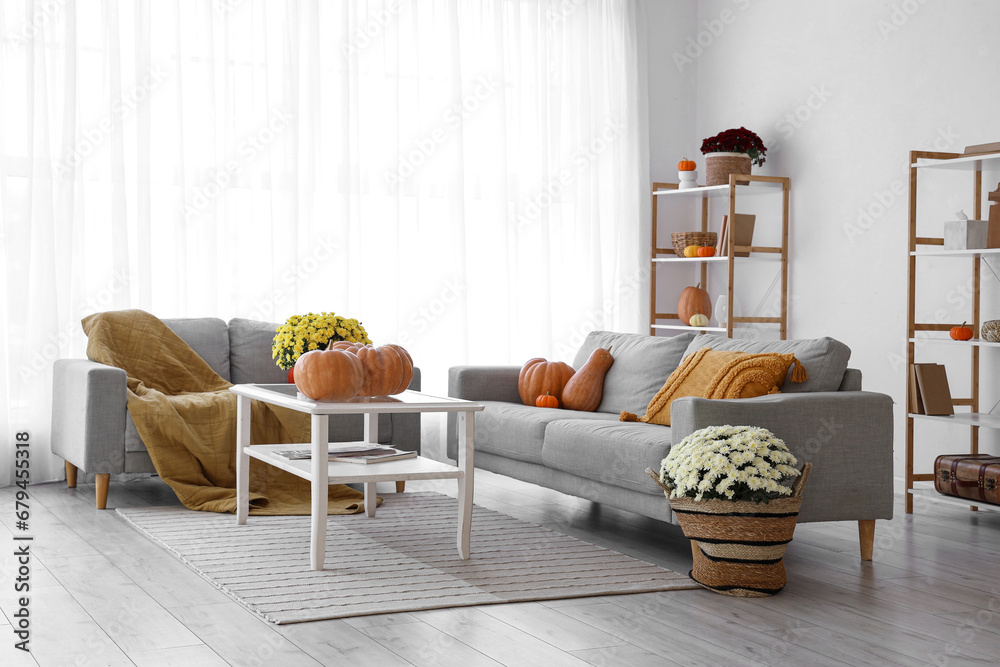 Interior of living room with chrysanthemum flowers, pumpkins and sofas