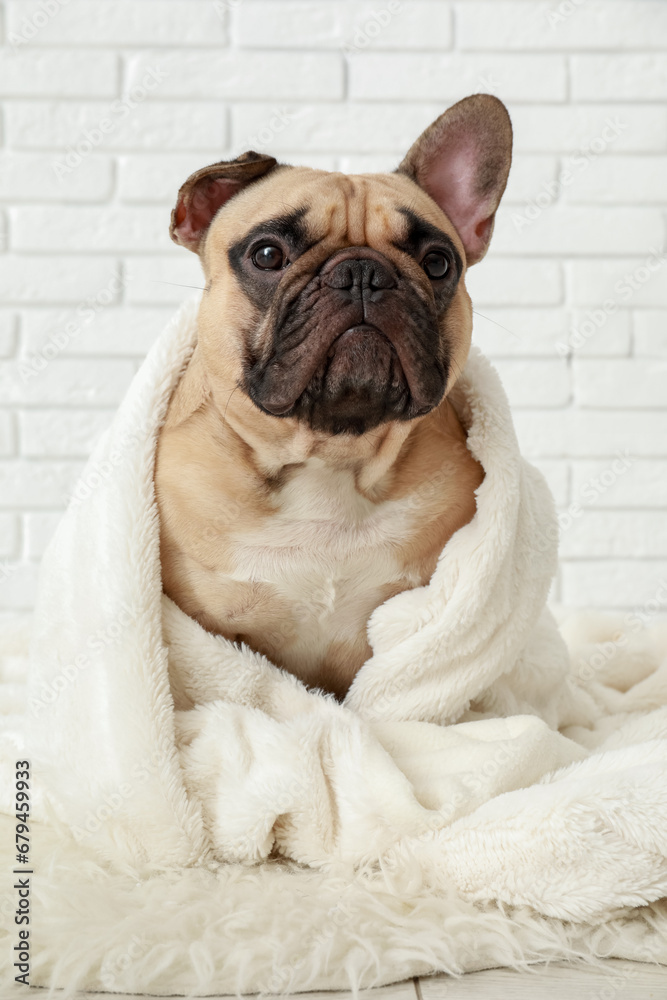 Cute French bulldog with plaid near white brick wall