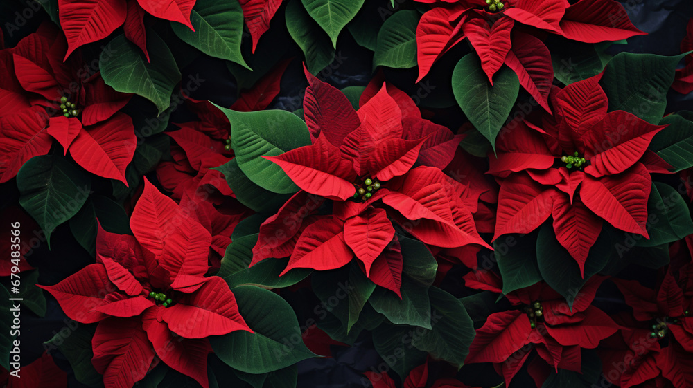 Red poinsettia flowers Christmas decorations