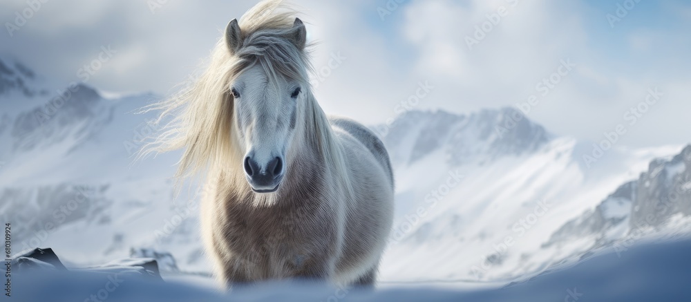 In the wild beauty of Iceland, amidst the winters snowy embrace, a majestic Icelandic horse roams freely, embodying the essence of natures untamed wildlife.