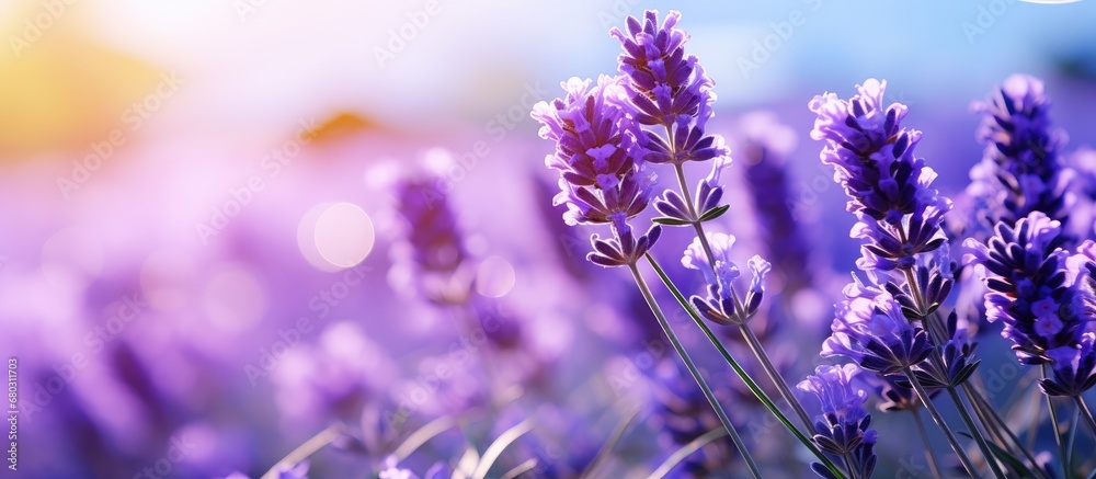 In the colorful field of lavender, surrounded by the beauty of nature, a floral garden flourishes with the vibrant colors of summer, filling the air with the scent of blooming flowers, showcasing the