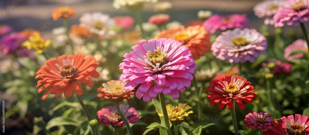 In the garden, a stunning display of colorful blooms catches ones eye, especially the beautiful hot pink zinnias, which light up the entire flower bed.