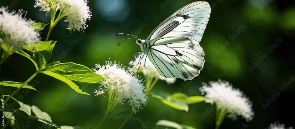 In the summertime, amidst the vibrant garden filled with colorful flowers, the white butterfly gracefully flutters from leaf to leaf, its light body contrasting against the green backdrop of nature