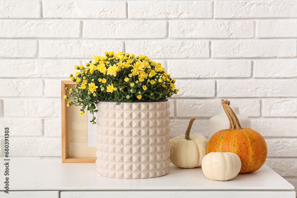 Pot with beautiful chrysanthemum flowers and pumpkins on cabinet near white brick wall