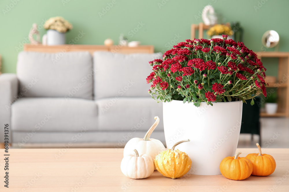 Pot with beautiful chrysanthemum flowers on wooden coffee table in living room, closeup