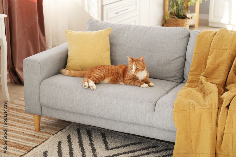 Cute red cat lying on grey couch at home