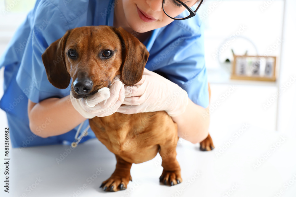 Female veterinarian brushing teeth of dachshund dog in clinic