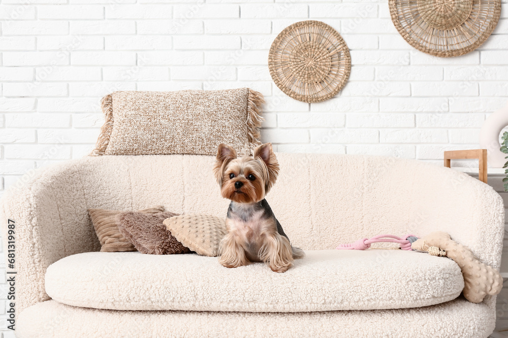 Cute small Yorkshire terrier dog sitting on sofa in living room