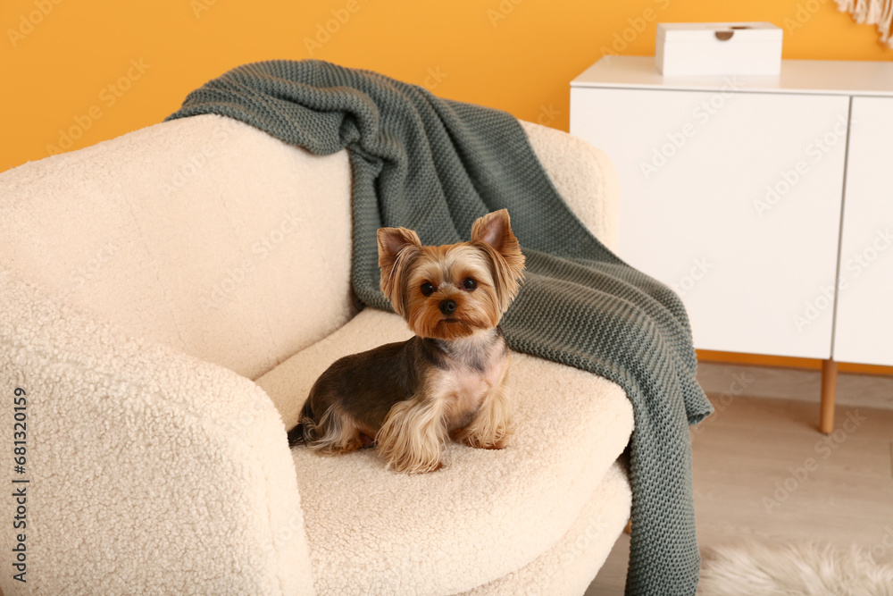 Cute small Yorkshire terrier dog sitting on sofa in living room