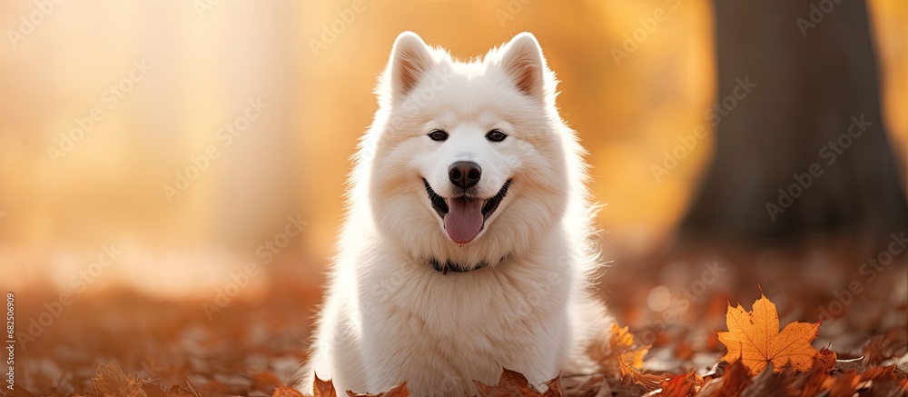 In the picturesque embrace of nature, a beautiful white dog with a black coat proudly poses for a portrait, exuding happiness and love through its cute and funny expressions, evoking a sense of pure