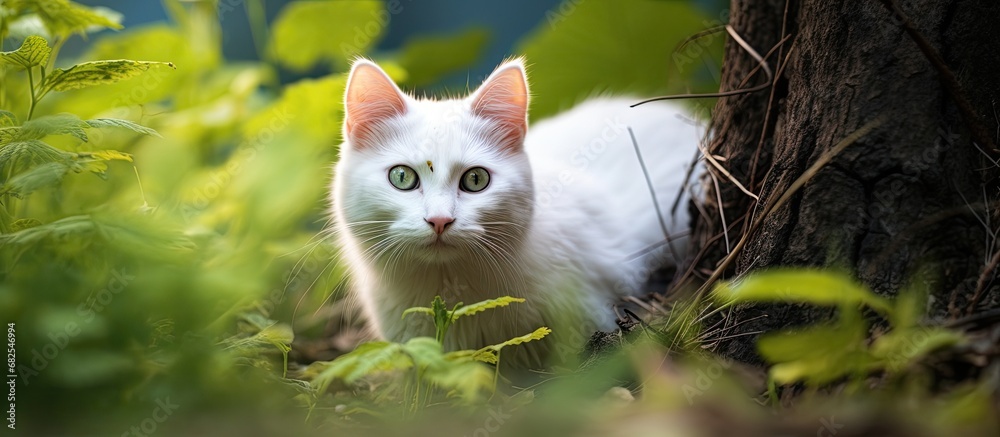 In the midst of natures beauty, a white cat with a black face emerges onto the street, its portrait capturing its cute, young eyes and beautiful fur; a perfect portrayal of a domestic, mammalian